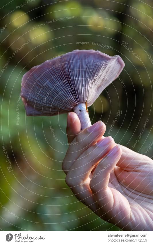 Woman holding Wood Blewit mushroom wood blewit mushrooms forage Foraging Wild Edible