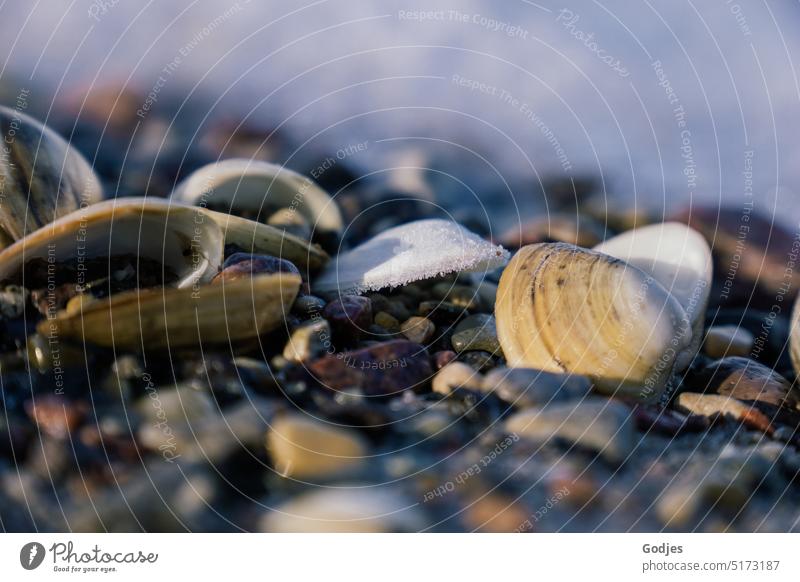 close up of shells on beach at frost | color reduced seashells Beach pebble Stone Frost Ice Winter Seinstrand Cold Exterior shot Deserted Colour photo Nature