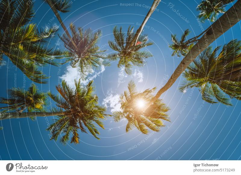 Coconut palm trees tops with sun shining through leaves, view from below. Getaway summer travel concept sunlight sky wallpaper tropical coconut destination