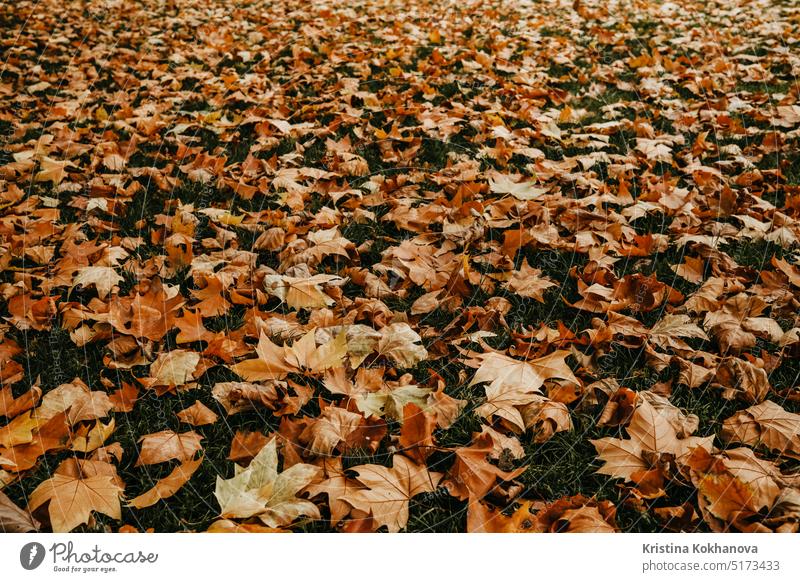 Yellow and orange leaves on green lawn. Natural ground, autumn background. abstract beautiful bright brown color dry fall flora foliage forest garden land leaf
