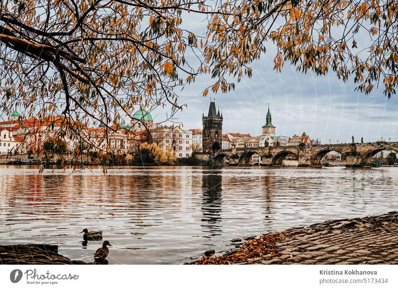 View of Vltava river, ducks. Charles Bridge autumn. Beautiful Prague cityscape europe panorama tourism travel vltava architecture bridge building charles famous