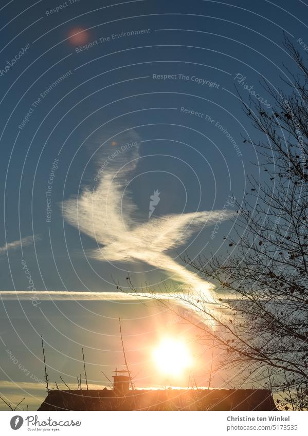 Shaped like a dove of peace the cloud hovers in the morning sky Dove of peace Symbols and metaphors Peace Hope Freedom War Sign celestial sign Peace Wish