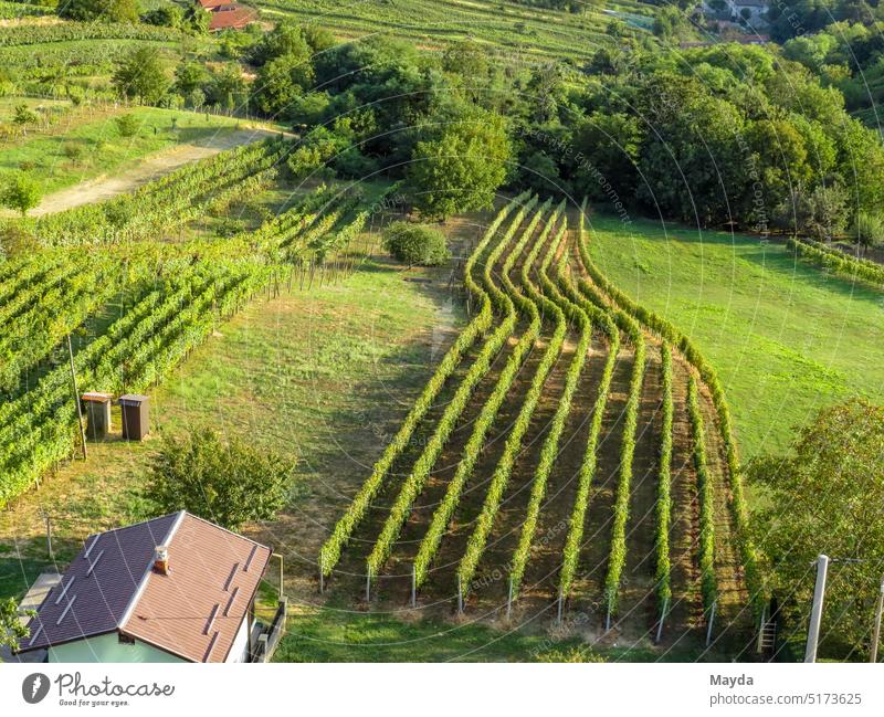 Vineyard landscape in Slovenia farm height Tree Berries fruit picture background Leaf Part of the plant reap Europe Colour photo Field Photography freshness