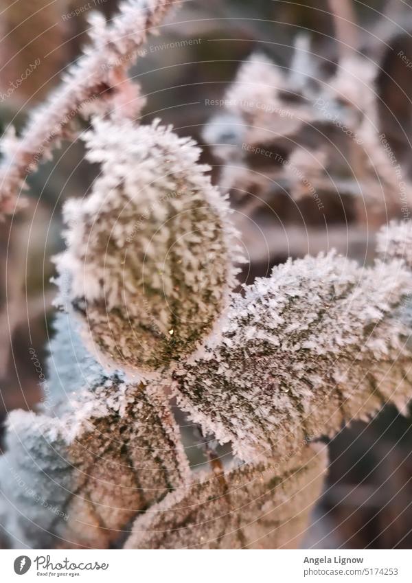 Ice crystals on the leaves frost snow Winter Wintertime wintertime Leaves Leaves Nature outdoors natural-looking naturally Colour photo White chill Outdoors