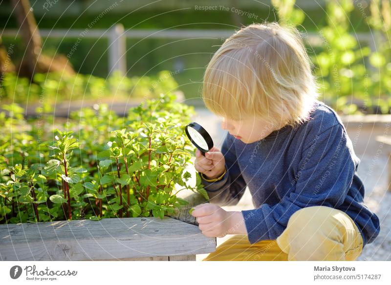 A small child is in the garden. A boy watches mint plants through a magnifying glass eco produce food local nutrition greenery manufacturing grow high bio bed
