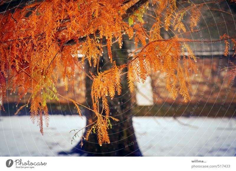 bald cypress in autumn colouring with snow Tree Bald-cypress Coniferous trees Autumnal Autumnal colours taxodiaceae Exceptional Orange Red Nature flora Snow