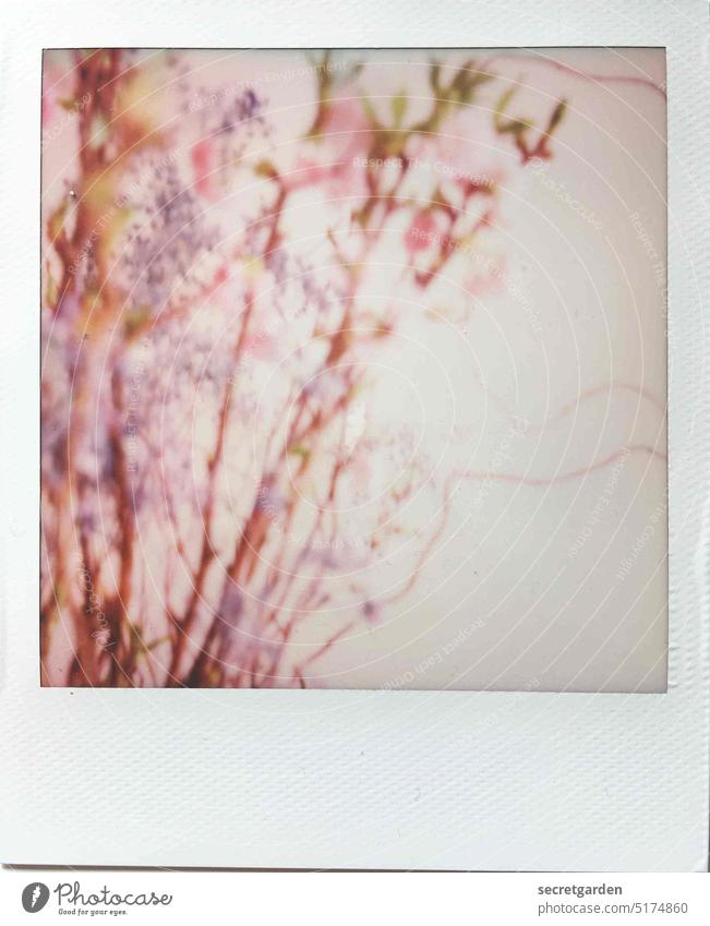 Is that art or can it be gone? Polaroid Photography photo blurred Spring Pink Delicate hazy Frame White Bright Pastel tone Pastel shades pastel blurriness