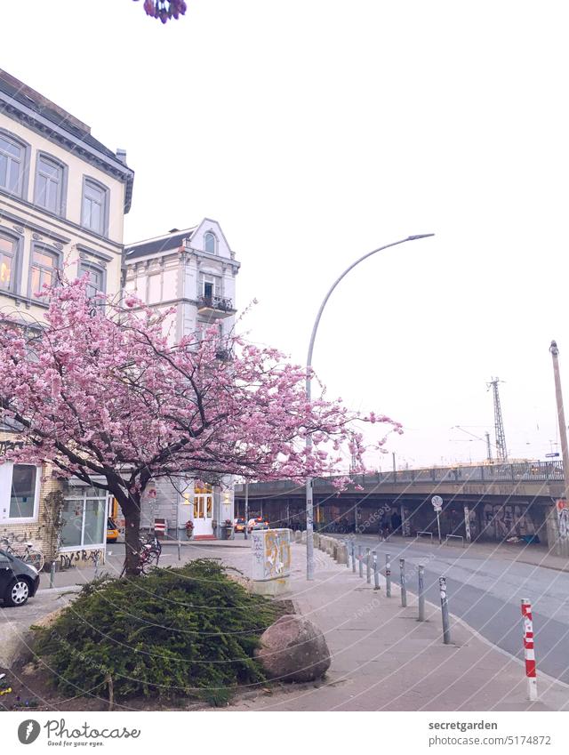 new beginning Hamburg Street Cherry blossom Tree Architecture Bridge railway line Bollard pink Pink colored Blossom Spring Hope Exterior shot Nature Blossoming