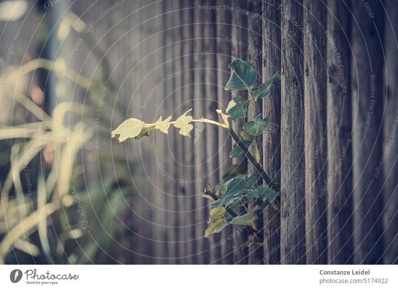 Backlit leaves push through a picket fence. Fence lattice fence Mediocre Wooden fence Nature Garden fence plants Growth wax inquisitorial Back-light Plant