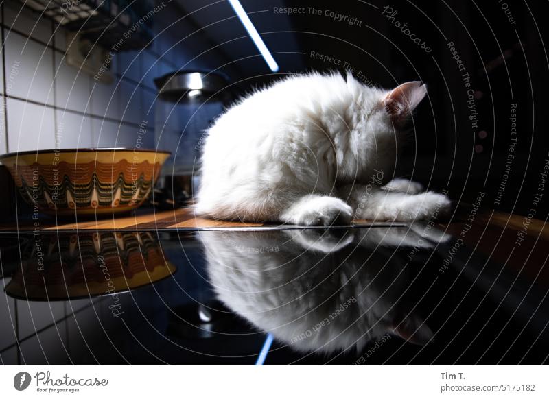 White cat in the kitchen Cat hangover Kitchen Wash Herd Reflection Pet Animal Pelt Domestic cat Animal portrait Cute Cuddly Interior shot Colour photo