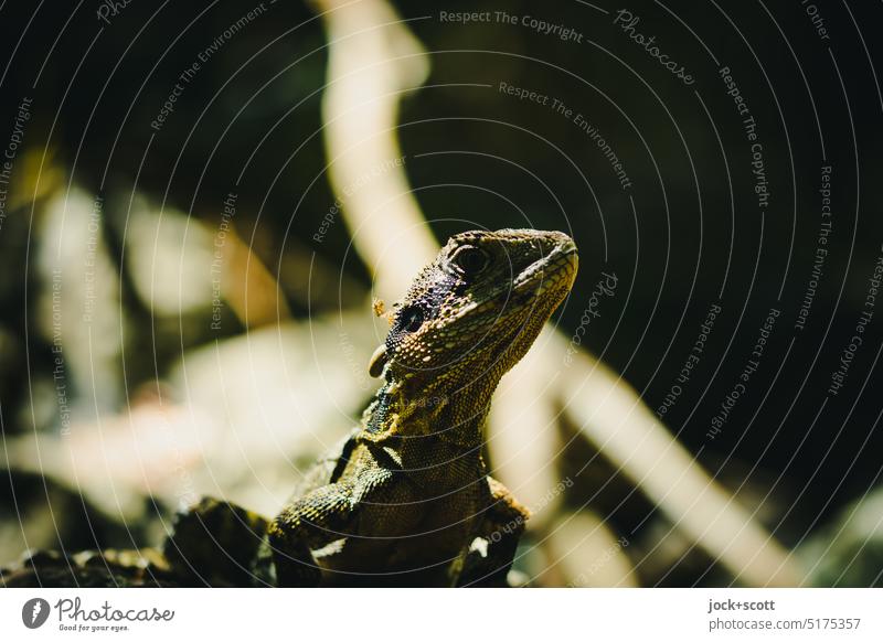 Jacky Dragon between sunlight and shadow lizard Reptiles Animal Wild animal Animal portrait Saurians Observe Agamidae Looking into the camera