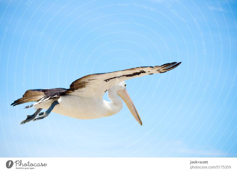 the flight picture of the Australian pelican Spectacled Pelican Animal portrait Flying Bird Wild animal Cloudless sky Blue Bird in flight Movement Ease Span