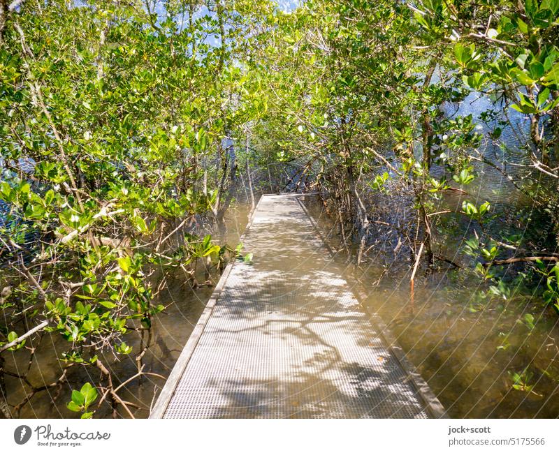 a path through the mangroves Mangrove Nature hiking trail vegetation Tree Tropical Double exposure Forest Plant Catwalk Lanes & trails Ecosystem salt tolerant