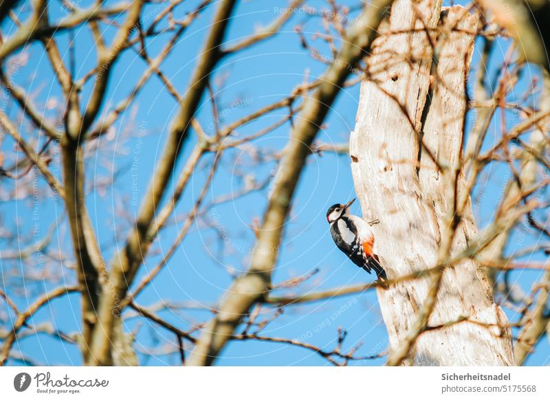Woodpecker Spotted woodpecker Treetop Spring Bird Tree trunk Exterior shot Colour photo Wild animal Nature Animal branches Deserted
