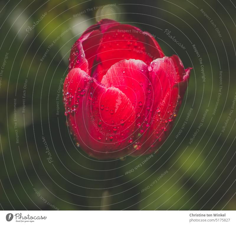 The red flower of a tulip with raindrops on the petals Tulip Blossom Flower Plant Nature Fresh Elegant Esthetic Exceptional Uniqueness Red naturally Near Colour