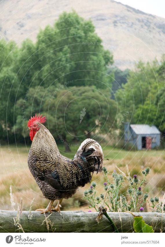good morning :) Nature Summer Garden Mountain Animal Rooster Elegant Contentment Idyll Pride Morning Wake Swagger Cockscomb Feather Joist Barn crow Village