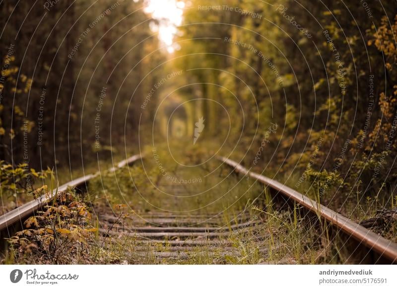 Fall autumn tunnel of love. Tunnel formed by trees and bushes along a old railway in Klevan Ukraine. photo out of focus on the background ukraine romantic path