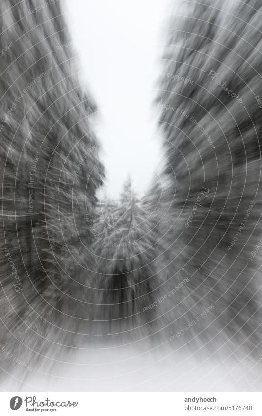 A way through the winter coniferous forest in motion blur abstract accident bad beautiful beauty blizzard blurred blurry BW climate cold covered danger
