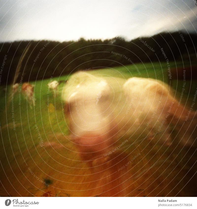 Portrait of a cow Analog Analogue photo pinhole Colour Animal Nature Cow Cattle Close-up Day blurred Exterior shot Willow tree Animal portrait Country life