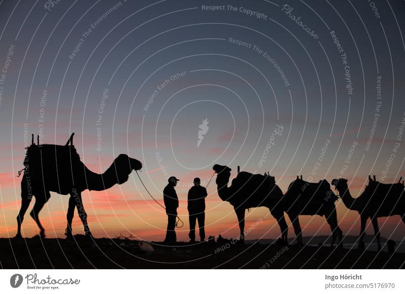 4 camels with riding saddles silhouetted against a reddish blue evening sky after sunset, 1 camel on the left and 3 camels on the right of the picture. In between the silhouettes of 2 camel guides. In the background on the right a bay and the sea.
