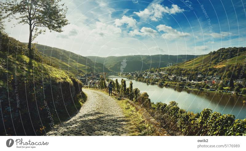 Moselle panorama Moselle region wine-growing region Vineyards vineyards Sunlight Longing Peaceful Idyll Beautiful weather tranquillity silent out Landscape