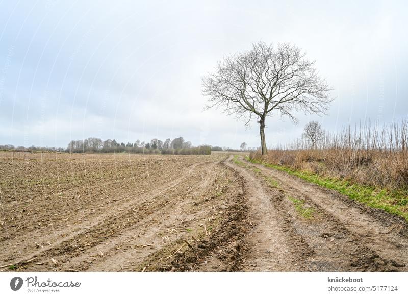dirt road Field Lanes & trails Sky Landscape Nature Deserted Tree acre Agriculture Environment Cornfield