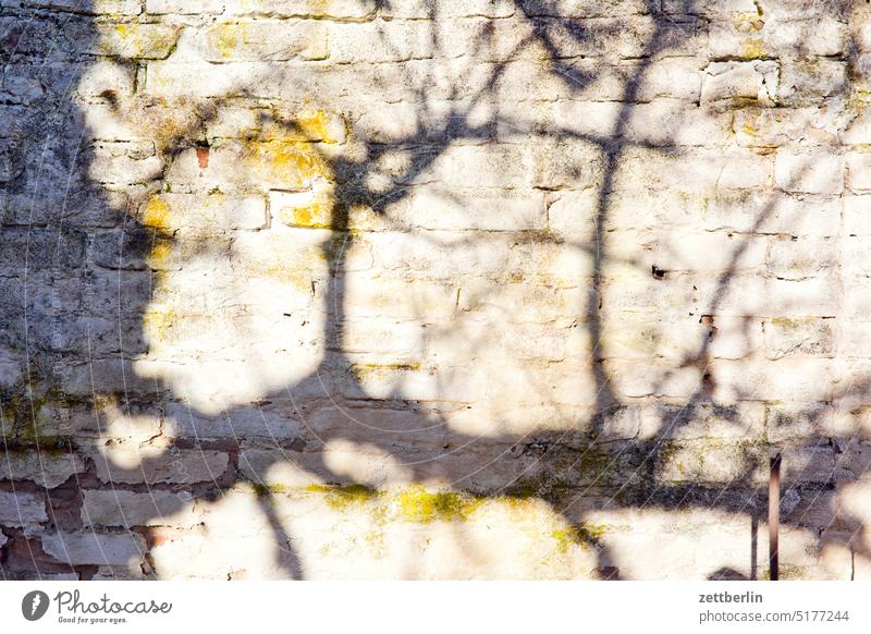 Shadows on the wall Branch Tree Relaxation holidays Garden allotment Garden allotments Deserted neighbourhood Nature Plant tranquillity Holiday season