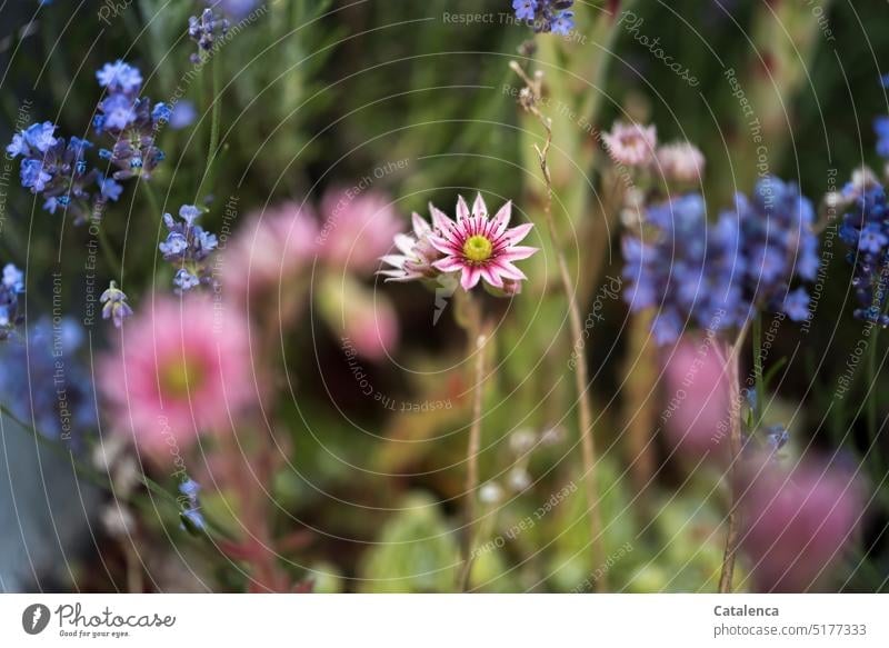 The houseleek blooms, in the background the blue flowers of the forget-me-not Red Pink Green Summer daylight Day Blossom Flower Decoration Nature flora Plant
