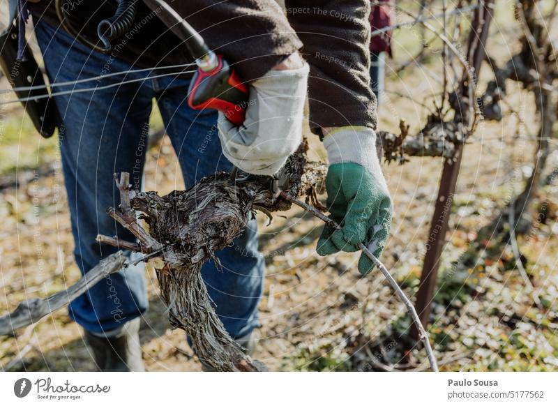 Pruning grapewines pruning prune grapevine Wine vineyard Vineyard Bunch of grapes agriculture Exterior shot Winery Autumn Green Wine growing Work and employment