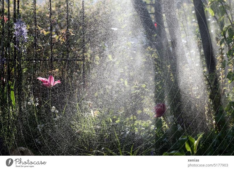 Pink tulip in front of bars and tree trunks backlit during garden watering Garden Irrigation Tulip Blossom Tree Back-light Drops of water Spring Grating Plant