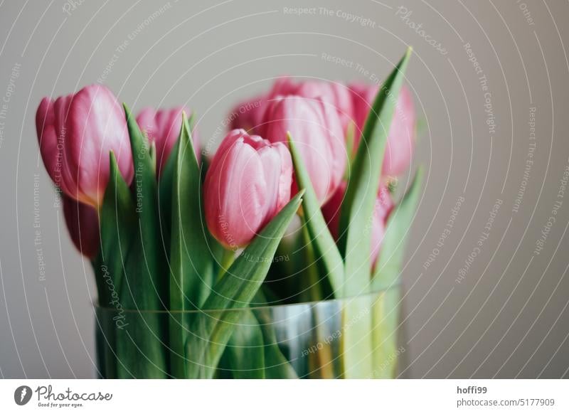 pink tulips in vase flowers Spring Flower Plant Tulip blossom Bouquet Blossom Blossoming Green Spring fever