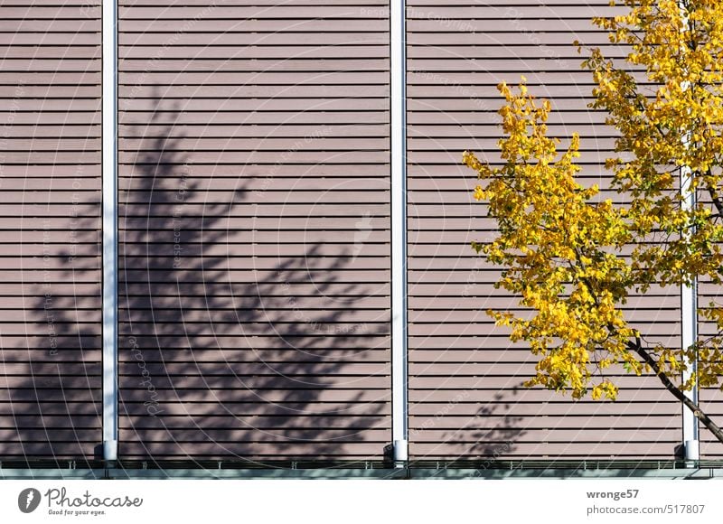Autumn casts its shadows Tree Leaf Facade Cladding Brown Multicoloured Yellow Autumn leaves Autumnal Branch Deciduous tree Shadow play Part of a building