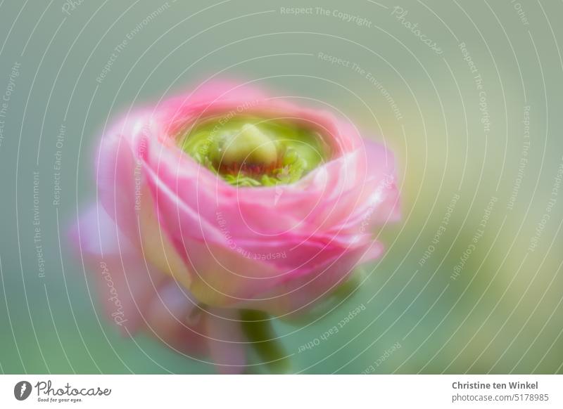 The pink flower of a ranunculus with a lot of blur Buttercup Ranunculus flower Blossom Pink blurriness Shallow depth of field romantic romantic blossom Nature