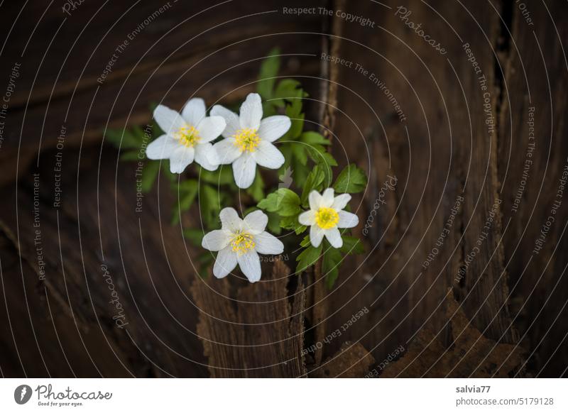 blooming anemone finds the gap between a thick layer of tree bark forest anemone anemone nemorosa Blossom Flower Nature Plant Spring Blossoming pretty Forest
