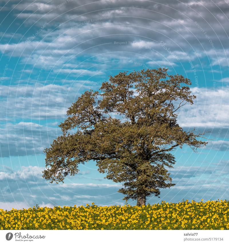 lonely tree with sunflower field Sky Tree Sunflower field Clouds Horizon Field Landscape Summer Nature Yellow Blossoming Plant Environment Agricultural crop