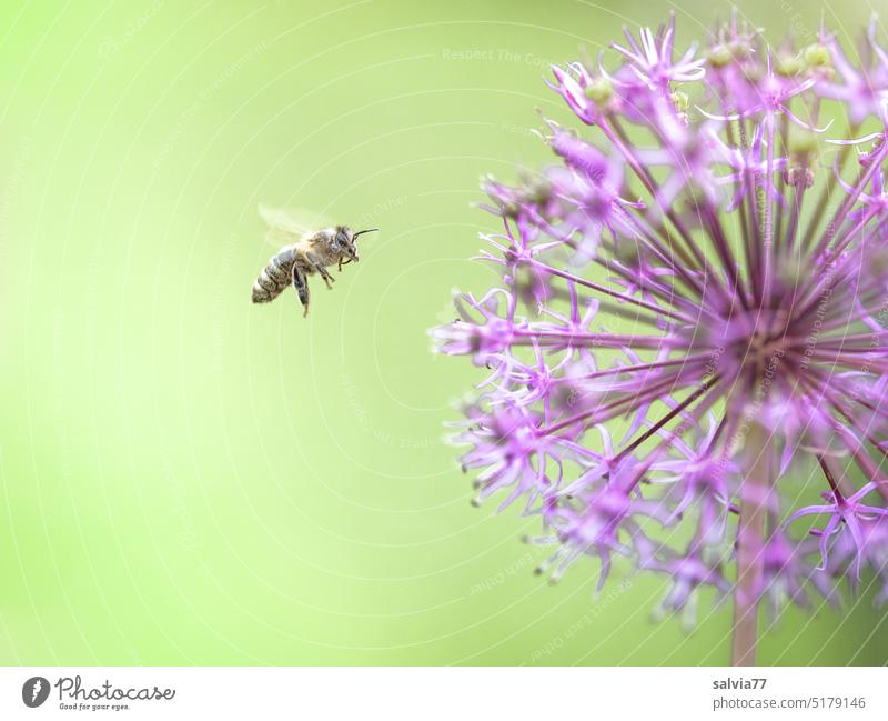 Target approach garlic flower Honey bee Bee Floating Blossom Spring Neutral Background Insect Flower Nature Garden Diligent Fragrance Plant Blossoming