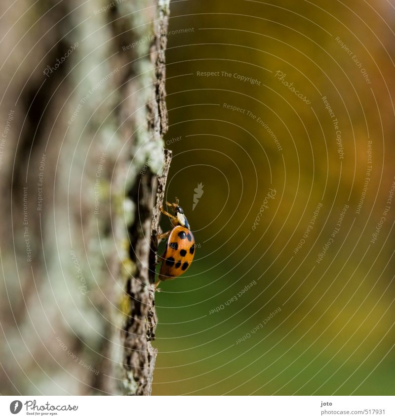 vertical road Autumn Tree Tree bark Park Animal Beetle Insect Ladybird Crawl Cute Orange Contentment Serene Discover Curiosity Environment Growth Lanes & trails