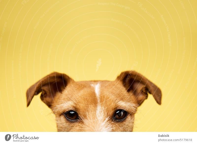 Curious interested dog looks into camera animal eyes funny portrait hide head curious looking cute pet background happy color young beautiful yellow puppy