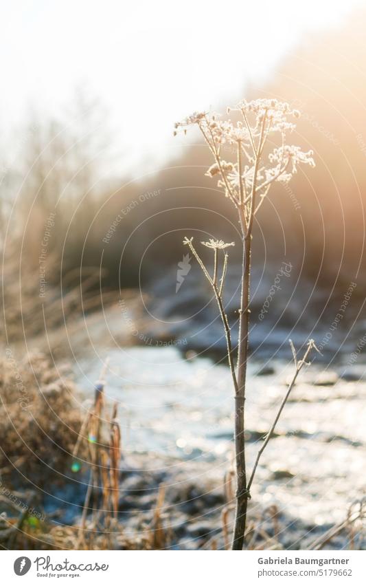 Yarrow by the stream illuminated by the morning sun Plant Cold Winter Morning Frost Ice Snow Hoar frost Ice crystal Frozen Exterior shot Freeze Nature