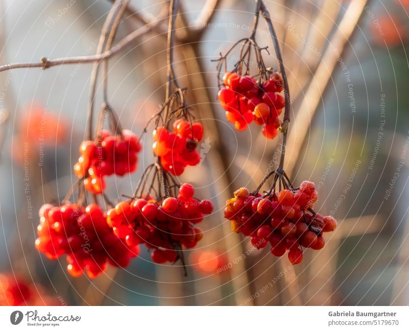 Mountain ash in warm sunrise Plant Nature Detail Colour photo Close-up Exterior shot Drop Water Damp Macro (Extreme close-up) Dew blurriness Light