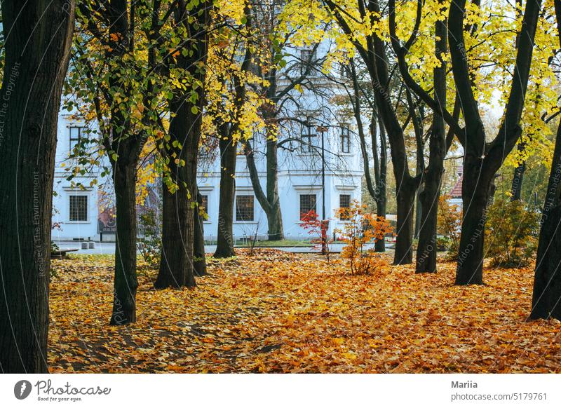 Contrasting autumn landscape, yellow trees and a snow-white house contrasting Autumn Landscape Yellow Trees White House building Left prespective Park Nature