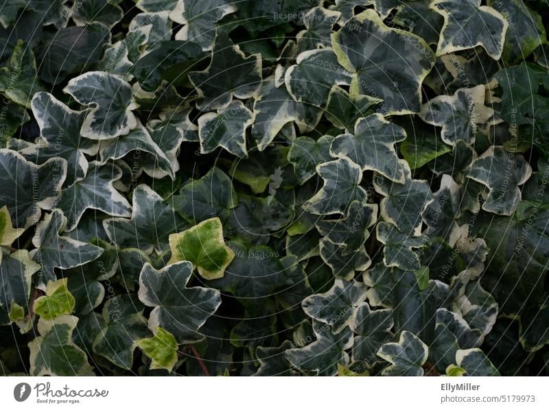 Green plant background. Hedera helix. Common ivy. Ivy common ivy Plant Creeper Leaf Foliage plant Overgrown Growth Nature Tendril naturally leaves