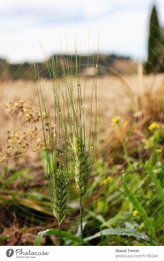 Wheat ears in autumn, with dew drops, in Italy, near Pesaro and Urbino agriculturally Agriculture Autumn. Dew. Drop Bread Cereal Close-up country Landscape