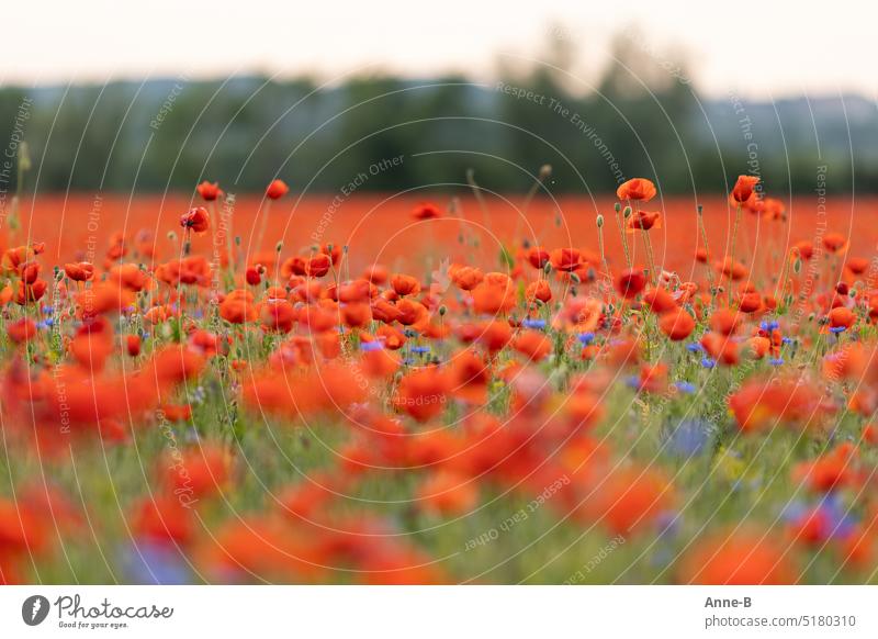 Poppy time: a huge red meadow with corn poppies and a few cornflowers in between. Bushes in the background blur. Corn poppy Poppy Time poppy meadow see red