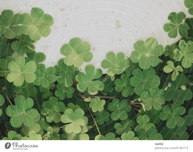 Green manure Clover Greenhouse Wild plant Foliage plant ornamental Detail cloverleaves Close-up Plant Deserted Colour photo Spring wax naturally Environment
