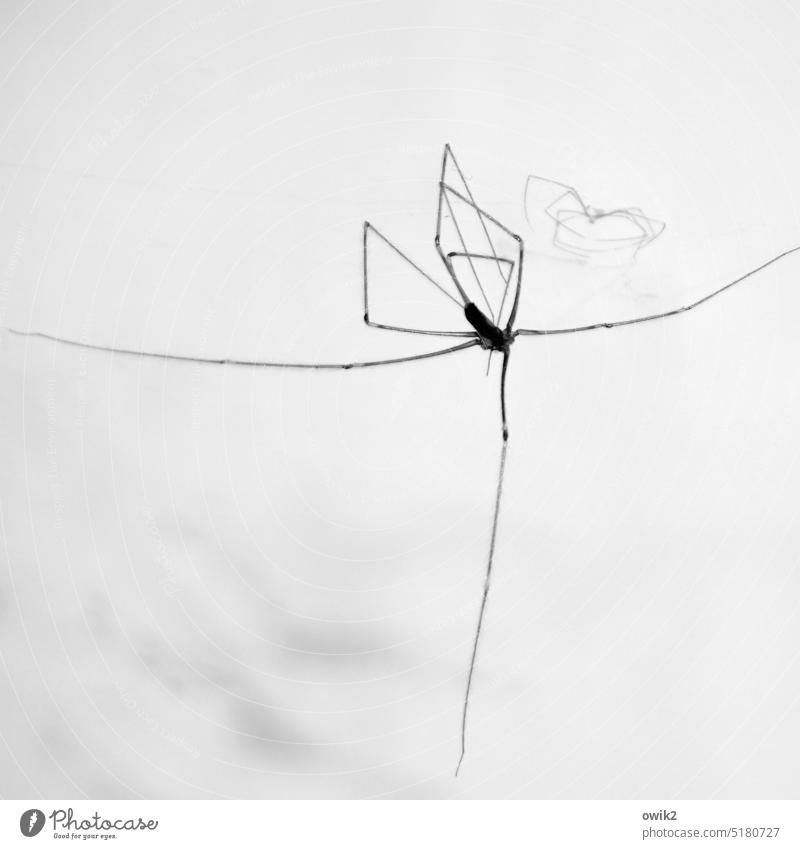 dying swan Spider Dead animal Close-up Legs Thin Long Wild animal Detail Abstract Neutral Background Suspended weightless Animal portrait Deserted