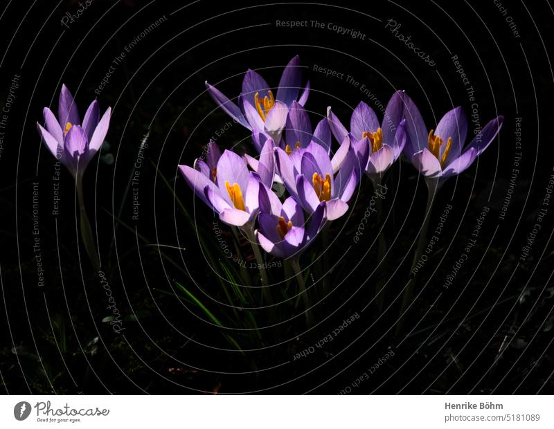 Crocuses in sunlight against dark background Theatrical Spring Spring fever Spring flowering plant Seasons Plant Dramatic purple Violet Blossom Blossoming out