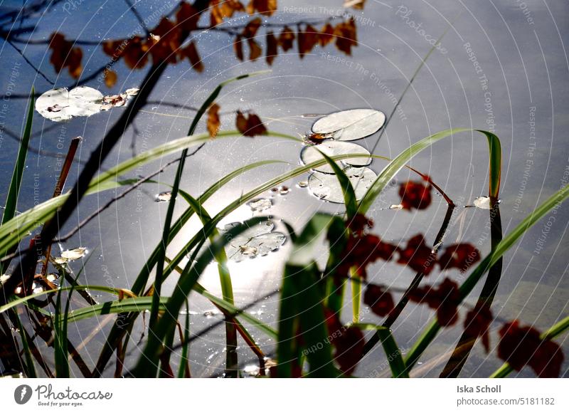 Water lily pads and grasses in a lake on a sunny day Lake Grasses Nature Green Pond Plant Day Colour photo Aquatic plant