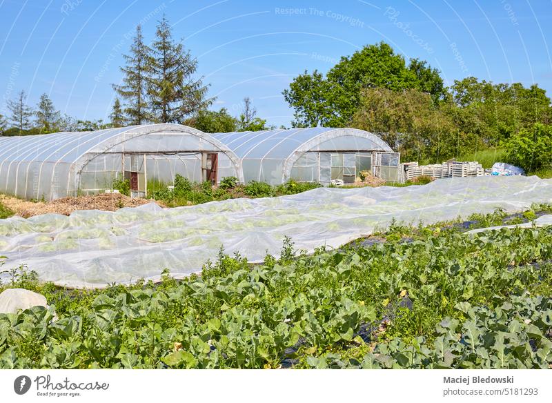 Photo of an organic vegetable farm with greenhouses in distance. agriculture crop nature sky cultivation rural countryside natural sunny day industry production