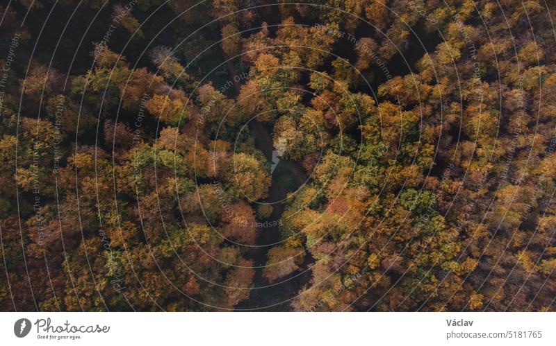 Aerial shot of a footpath between orange-red forests at sunset in Slovak forests. Autumn fairy tale. Variety and colourfulness of nature aerial view october
